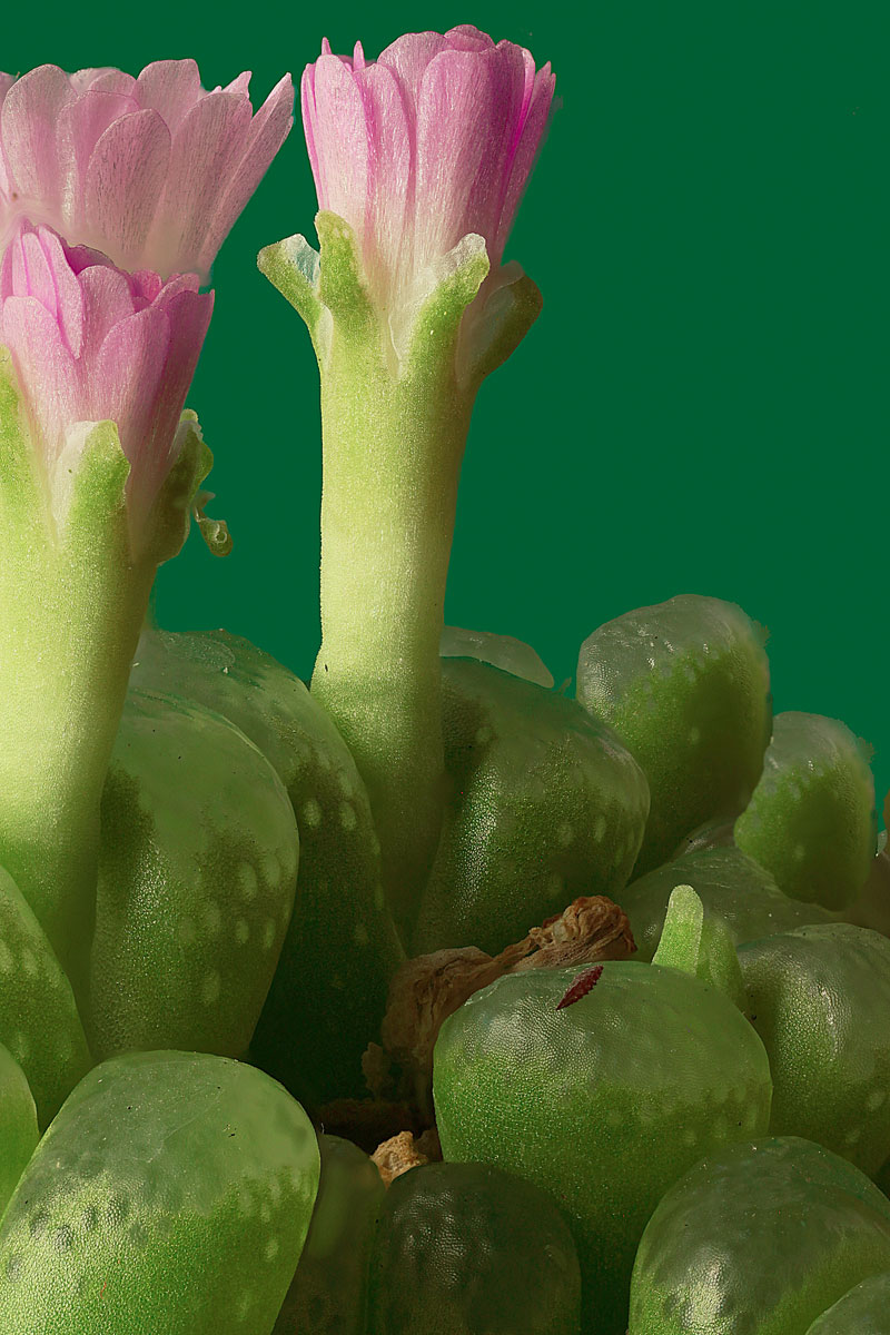 Conophytum limpidum